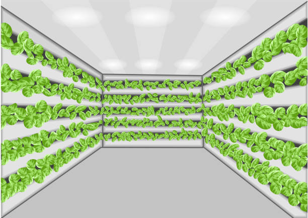 ilustrações de stock, clip art, desenhos animados e ícones de vertical farming - greenhouse