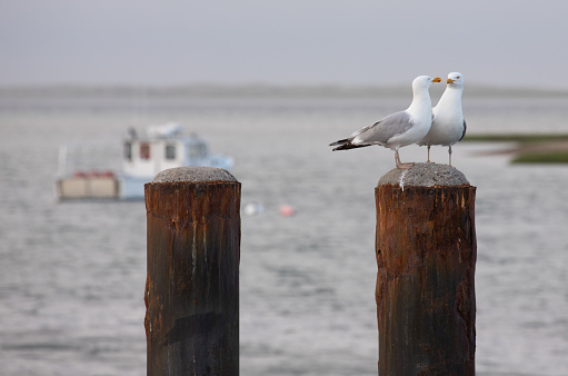 Ring-billed gull (Larus delawarensis) walking to the right on a dock in summer drizzle at Connecticut's Bantam Lake, largest natural lake in the state