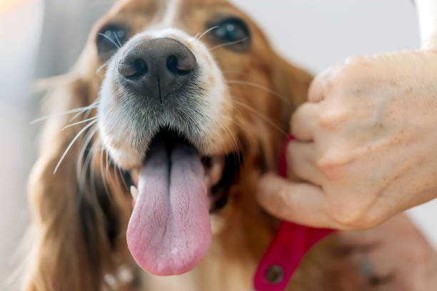 istock Cut dog pet being groomed at home 1331193584