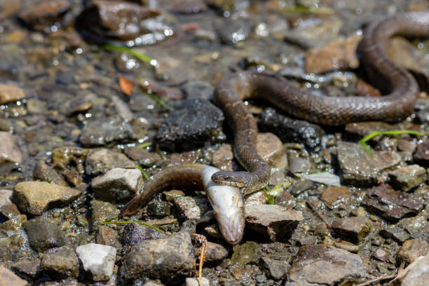 wąż wodny niesie swoją rybę zdobycz - water snake zdjęcia i obrazy z banku zdjęć