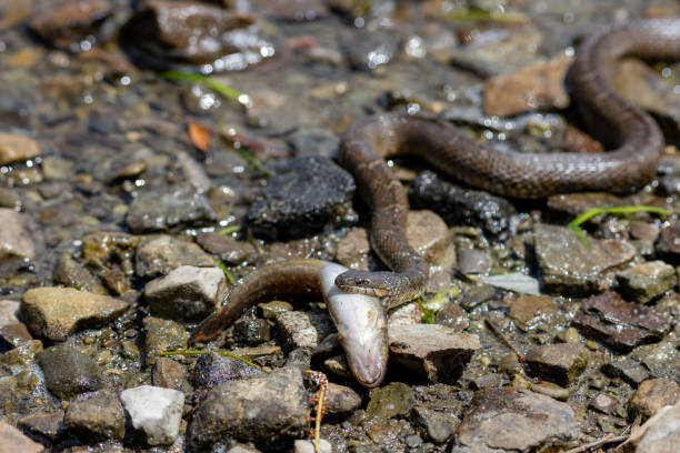 water snake carries its fish prey - water snake imagens e fotografias de stock