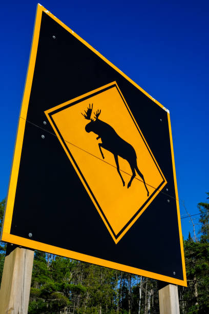 대형 사슴 횡단 경고 표지판 - moose crossing sign 뉴스 사진 이미지