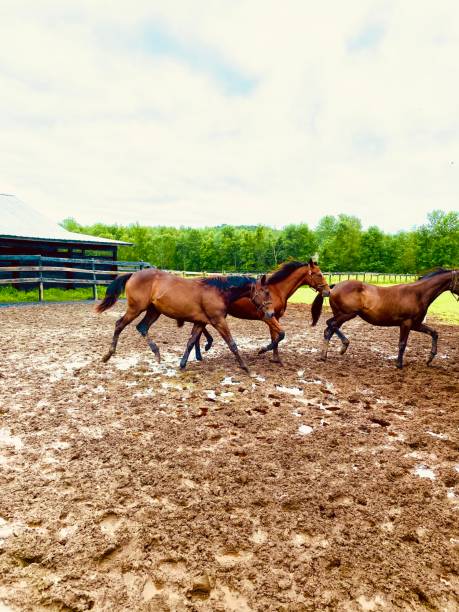 istock Three Horses in a muddy field 1331196490