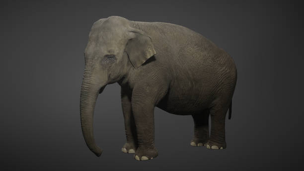 istock Elephant slowly walking seamlessly looped on gray background with chroma key 1331197440