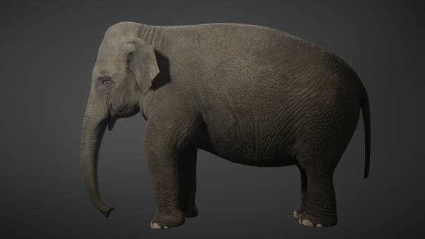 istock Elephant slowly walking seamlessly looped on gray background with chroma key 1331197543