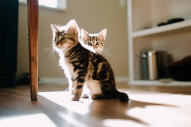 istock Kittens Portrait in The Sunlight At Home 1331198421