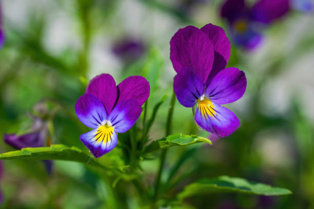 istock Purple violet flowers close-up. 1331200344