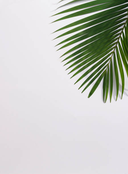 istock Tropical leaves is placed on a white canvas with part of the leaf layout and copy space. 1331202706