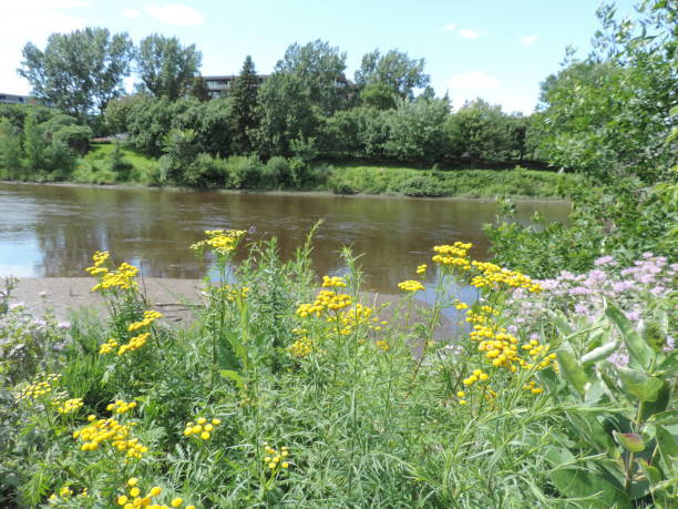 istock Parc de la riviere st-Charles 1331203658