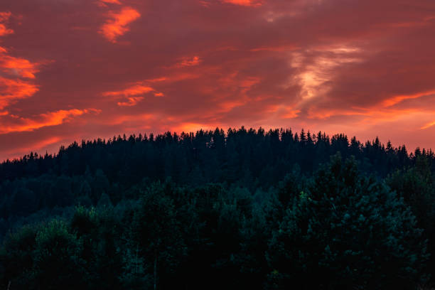 Bright orange sunset over the treetops in the forest. Natural background