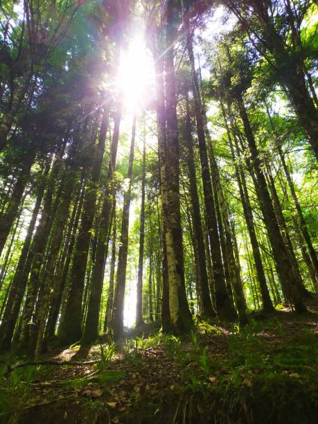 istock Irati forest in the Baztan valley, Navarra, Spain 1331215192
