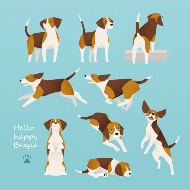 ilustrações, clipart, desenhos animados e ícones de conjunto de personagens beagle - dog jumping