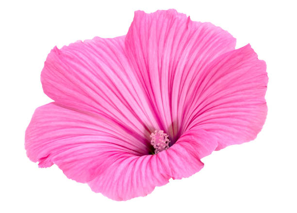 Beautiful isolated mallow flower on white background
