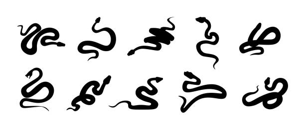 czarne węże. sylwetki gadów z długimi ogonami. zestaw dzikich węży. proste kształty na białym. niebezpieczne znaki kręgowców. szablon tatuażu. wektorowe drapieżniki z zimną krwią - snake stock illustrations