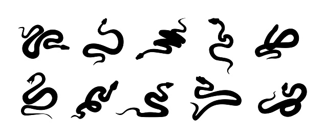 Black snakes. Silhouettes of reptiles with long tails. Wild serpents set. Isolated simple shapes on white. Dangerous vertebrate animals graphic signs. Tattoo template. Vector cold-blooded predators