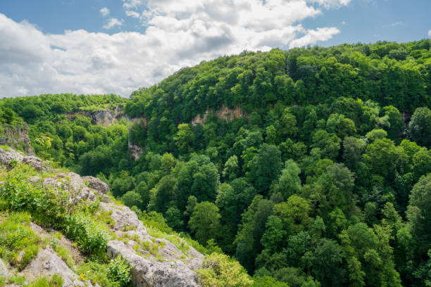 istock mountains covered with green trees. trips to the mountains in the spring. 1331221353