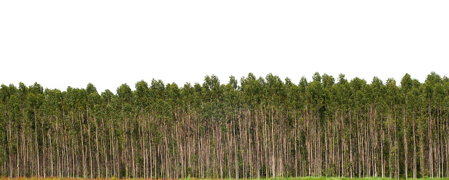 Eucalyptus forest isolated on white background.