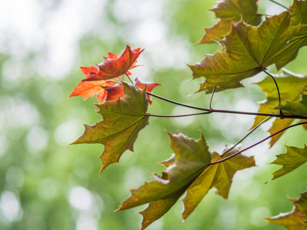 istock Spring branches of maple tree with fresh green leaves on blurred background 1331224109