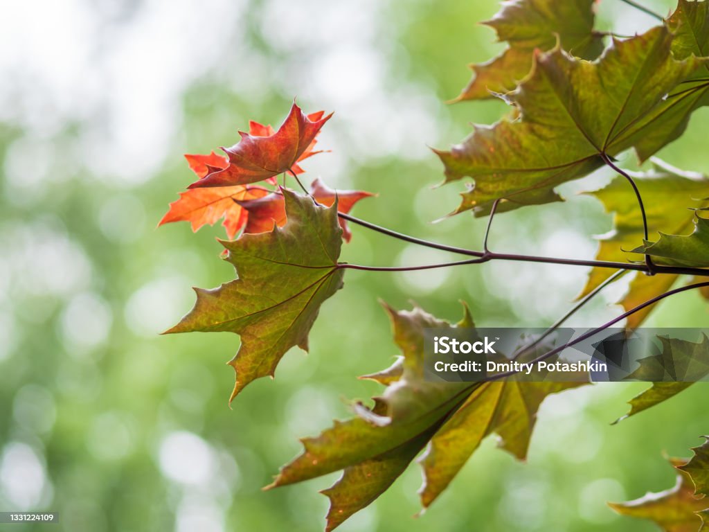 Spring Maple Tree Branch Spring Branches Of Maple Tree With Fresh Green Leaves On Blurred ...
