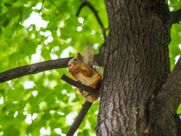 istock The squirrel with nut sits on a branches in the spring or summer. 1331224177