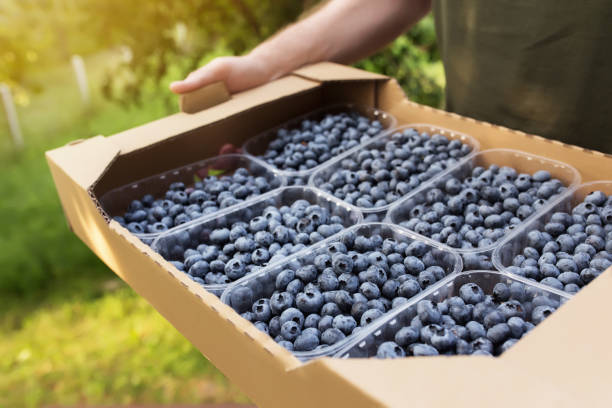 istock Senior man hands holding box with fresh cultivated blueberry 1331225336