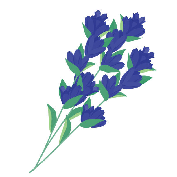 Vector illustration of bellflower bouquet. Vector illustration of bellflower bouquet. blue gentian stock illustrations