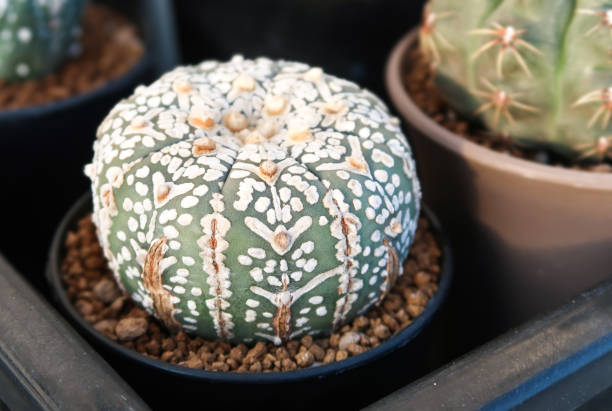 Astrophytum asterias cactus tropical plant	in home garden stock photo