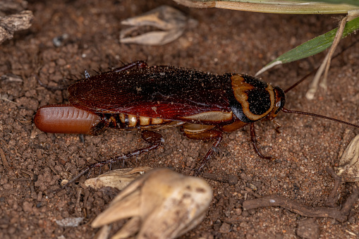 Australian Cockroach of the species Periplaneta australasiae laying eggs