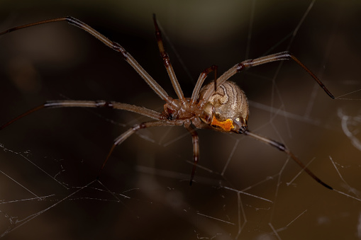 Cellar spider isolated