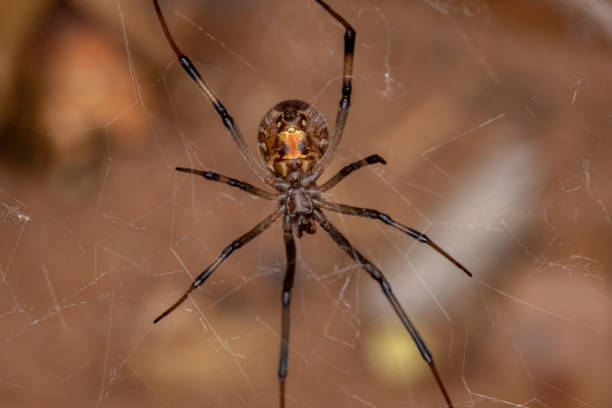 istock Female Adult Brown Widow 1331226870
