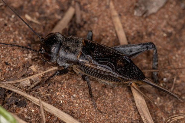 istock Adult Field Cricket 1331226926