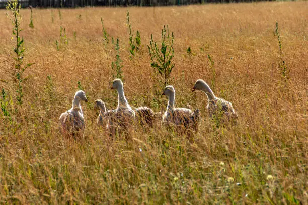 Little goslings walk on the grass and graze in the field.