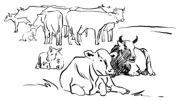 Sketch herd of cows on meadow Sketch herd of cows on meadow line hand drawn vector illustration herd of cows stock illustrations