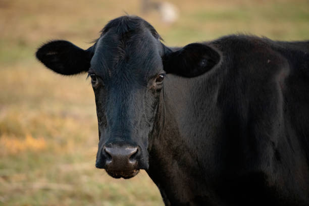 istock Adult cow in a farm 1331228352