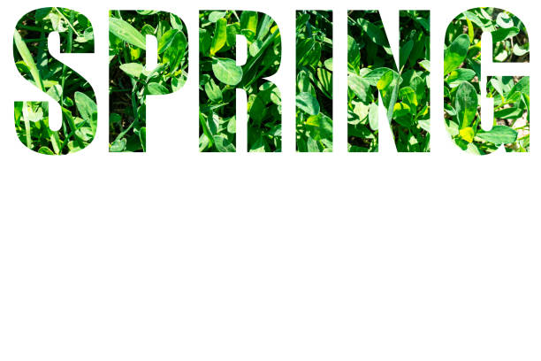 istock The word SPRING from green grass isolated on white background. Elements for your design 1331228594