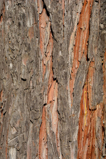 False cypress False cypress bark detail - Latin name - Chamaecyparis lawsoniana chamaecyparis stock pictures, royalty-free photos & images