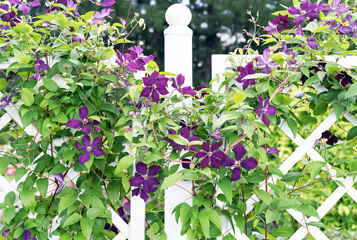 A group of red and violet clematis viticella and purpurea flowers is on a blurred background with a white fence