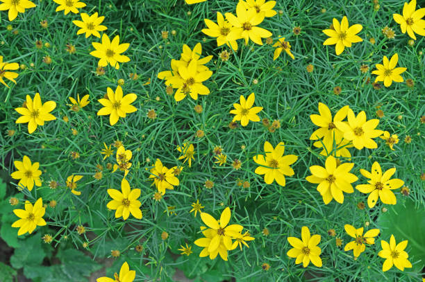 istock Blooming yellow coreopsis (Coreopsis lanceolata) in the summer garden. 1331229293
