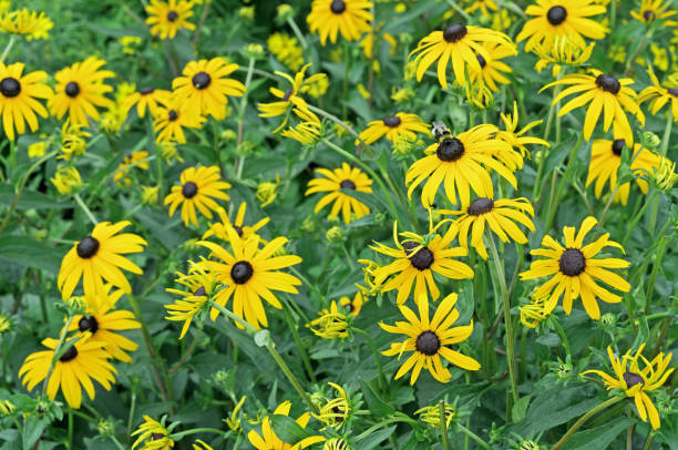 istock Yellow echinacea or rudbeckia on a green background. 1331229339