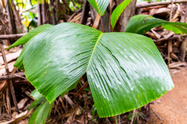 latannyen lat (verschaffeltia splendida, stilt palm) leaf. - fey imagens e fotografias de stock