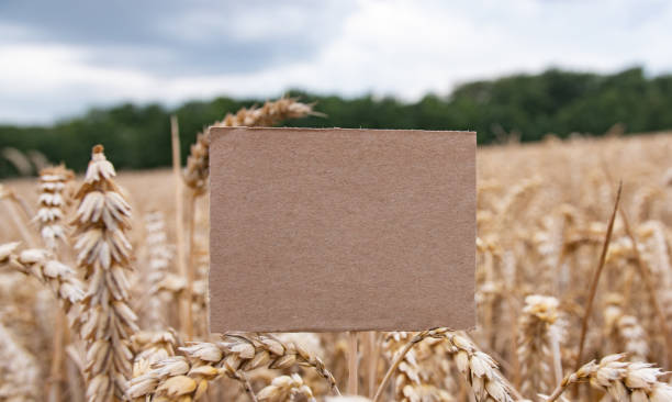 istock Wheat field with a brown carton sign between wheat. Banner is empty to add text. 1331230499