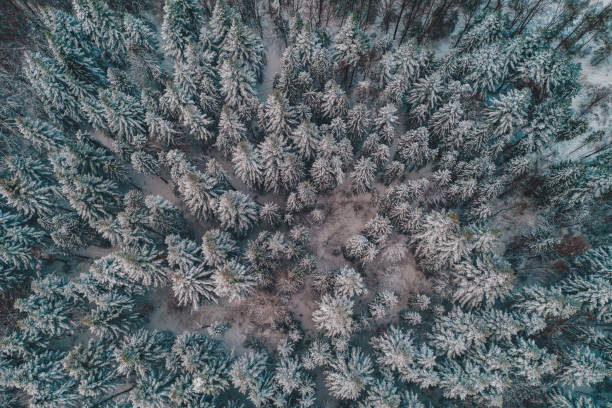 istock Beautiful scenic winter forest with snow-covered trees, aerial view. 1331230681