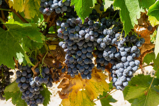 vigne dans les vignobles de champagne à montagne de reims - chardonnay grape focus on foreground france western europe photos et images de collection