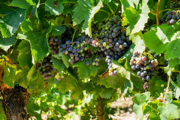vigne dans les vignobles de champagne à montagne de reims - chardonnay grape focus on foreground france western europe photos et images de collection