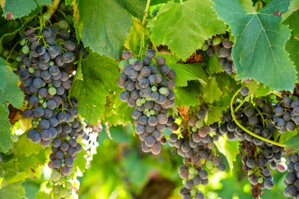 vigne dans les vignobles de champagne à montagne de reims - chardonnay grape focus on foreground france western europe photos et images de collection