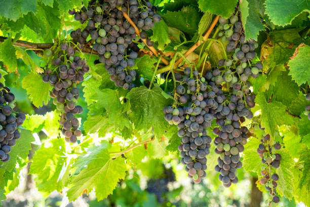 vigne dans les vignobles de champagne à montagne de reims - chardonnay grape focus on foreground france western europe photos et images de collection