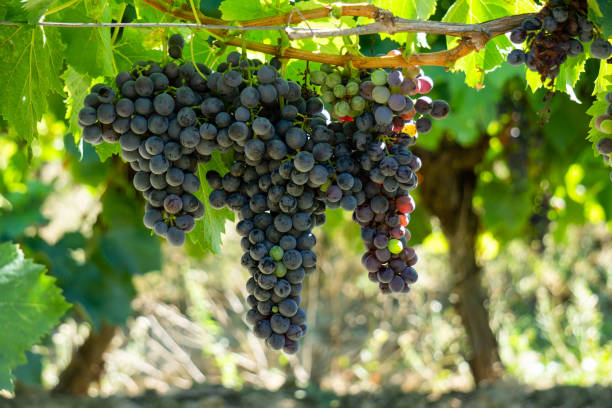 vigne dans les vignobles de champagne à montagne de reims - chardonnay grape focus on foreground france western europe photos et images de collection