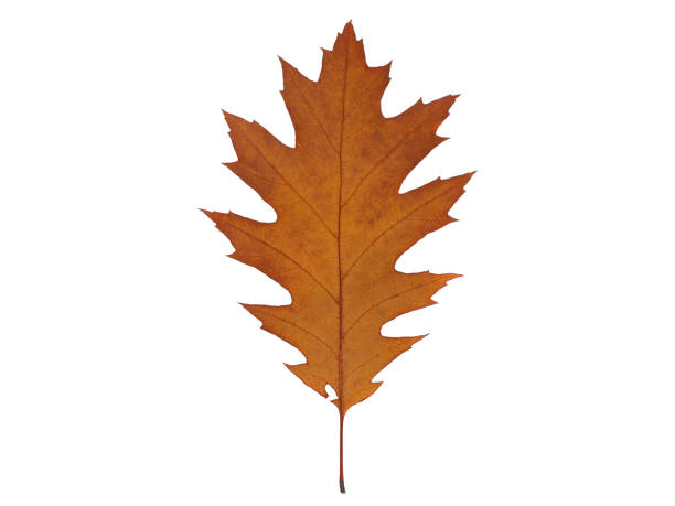 istock Yellow-red dried autumn oak leaf, isolated on a white background. 1331232931