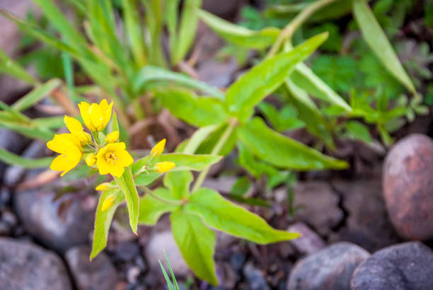 istock Beautiful wildflowers on a blurred natural background. Macro shooting. 1331233103