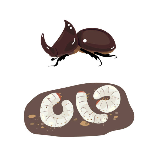 ilustraciones, imágenes clip art, dibujos animados e iconos de stock de escarabajo coco - rhinoceros beetles